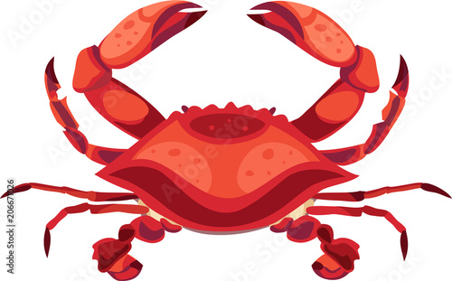 Red crab isolated vector illustration.