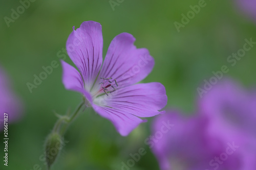 Geranium gracile 'Sirak'