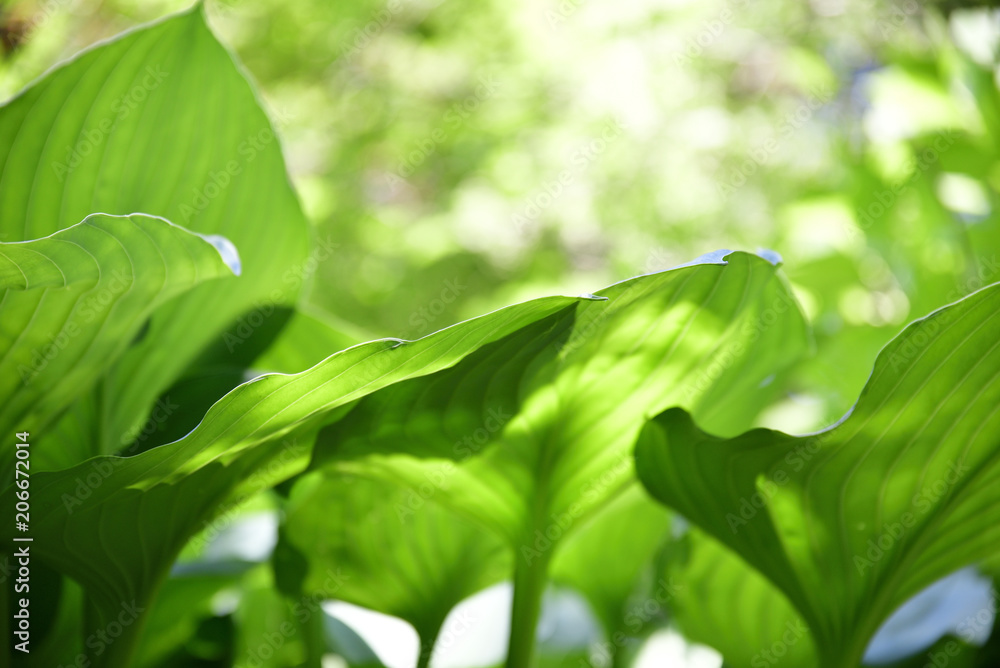 Fototapeta premium オランダカイウの葉