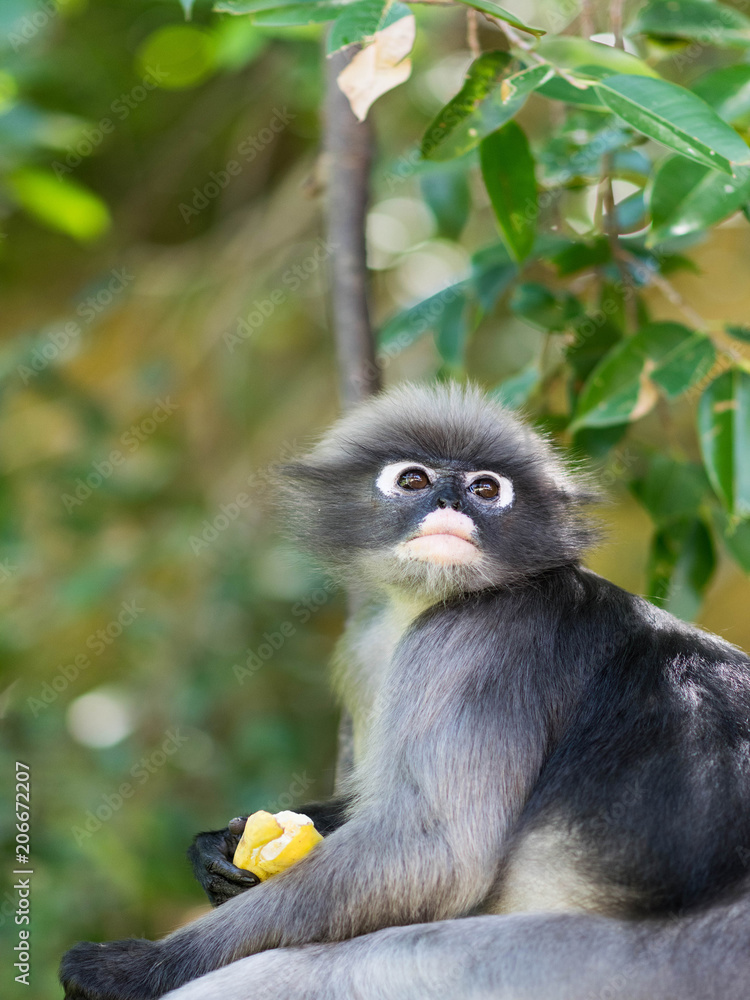 Fototapeta premium monkey