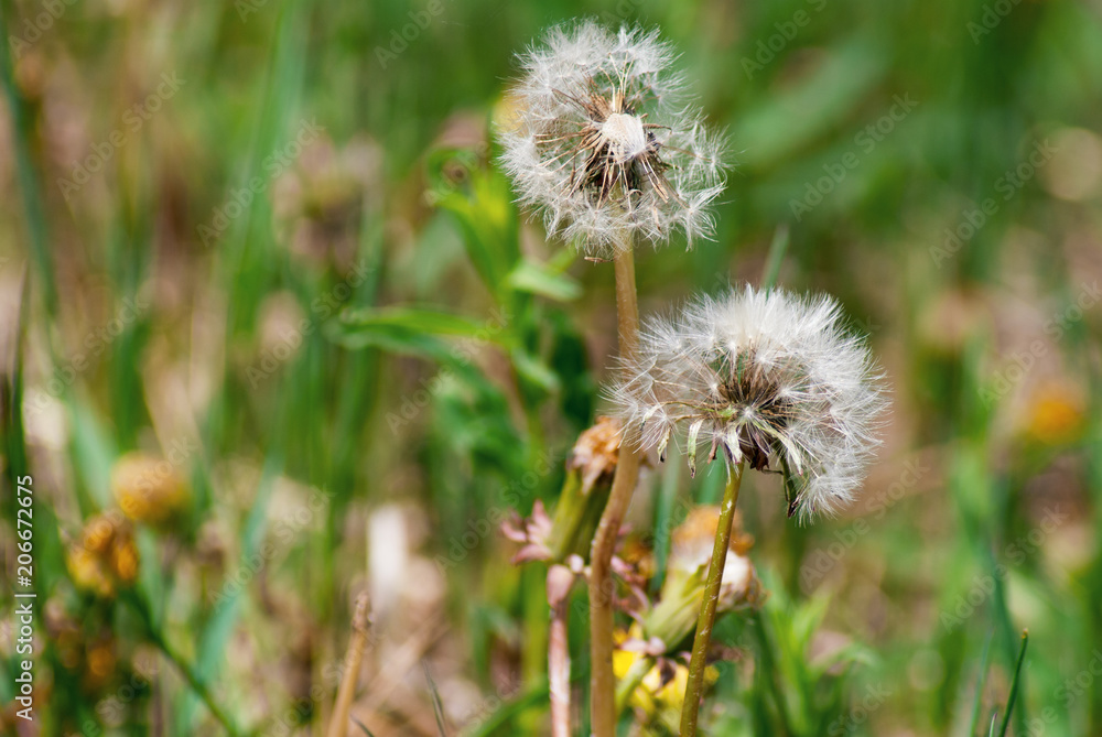 Dandelion