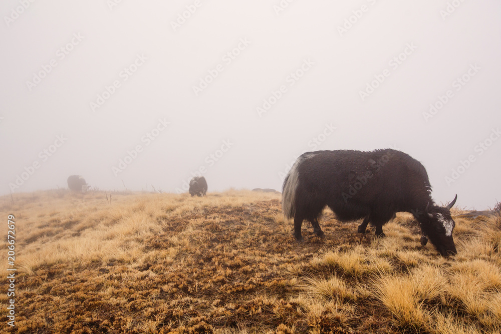 yak in fog mountain. Himalaya Nepal