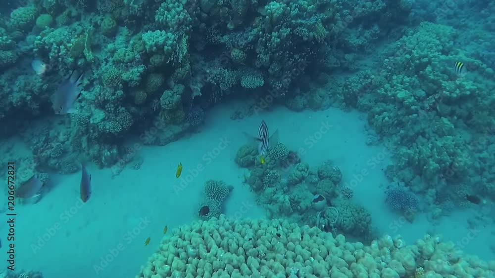 Details of wildlife of coral reefs at Red sea in Egypt Sharm El Sheikh. Beautiful colorful fish swims in crystal clear water. Video shoot with action camera underwater. Details of wildlife of coral reefs at Red sea in Egypt Sharm El Sheikh. Beautiful colorful fish swims in crystal clear water. Video shoot with action camera underwater.