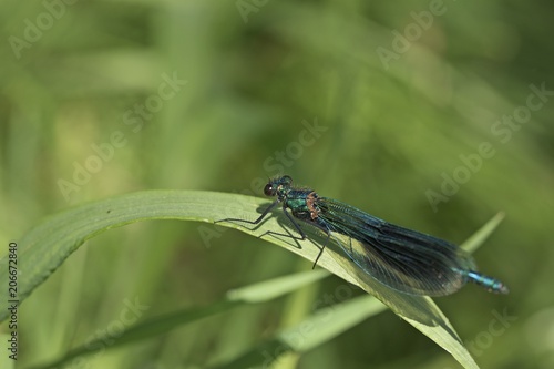 eine blaue Libelle © biggi62