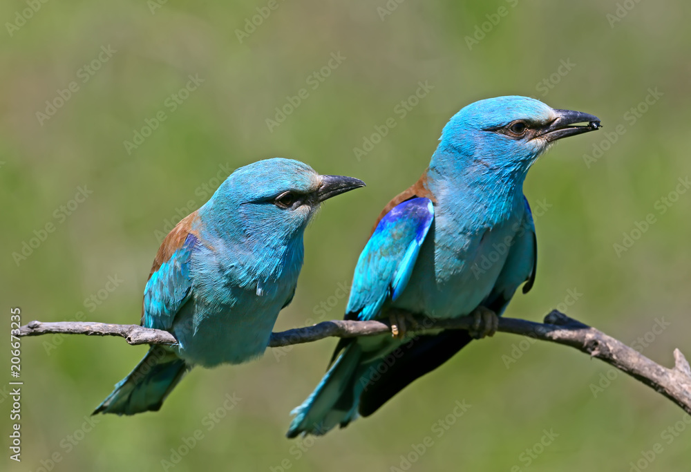 Ritual feeding by a male European roller of a female during the mating season. Both birds sit on a branch on a blurred green background Ritual feeding by a male European roller of a female during the mating season. Both birds sit on a branch on a blurred green background