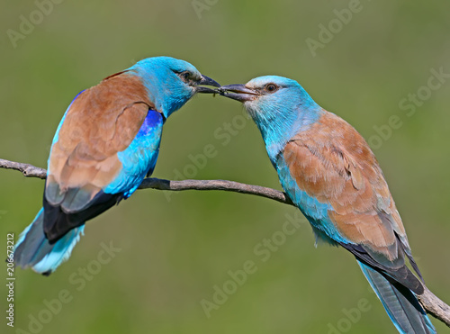 Fotografie Ritual feeding by a male European roller of a female during the mating season