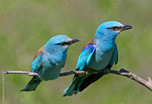 Ritual feeding by a male European roller of a female during the mating season. Both birds sit on a branch on a blurred green background © VOLODYMYR KUCHERENKO