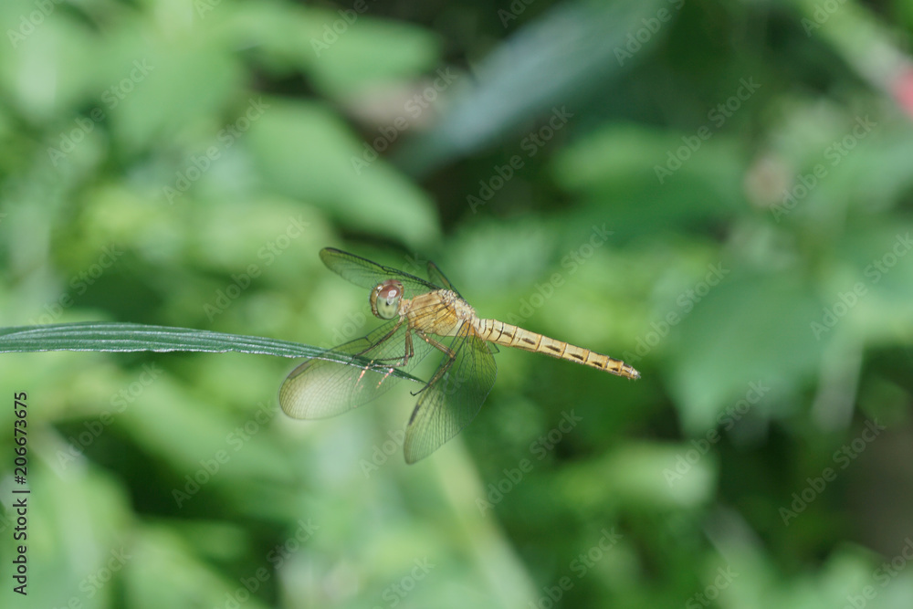 Dragonflies fly on the leaf while developing wings. Dragonflies fly on the leaf while developing wings.