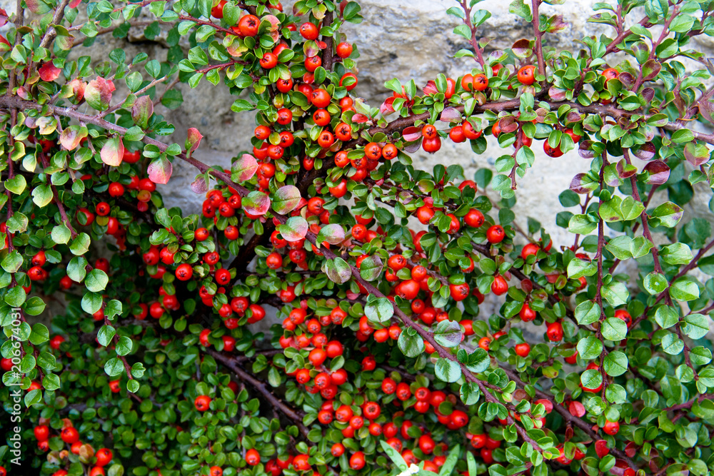 A bush of cotoneaster with stone wall on background. Small red berries in autumn A bush of cotoneaster with stone wall on background. Small red berries in autumn