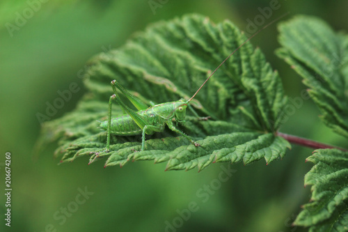 Grasshopper sits on a plant