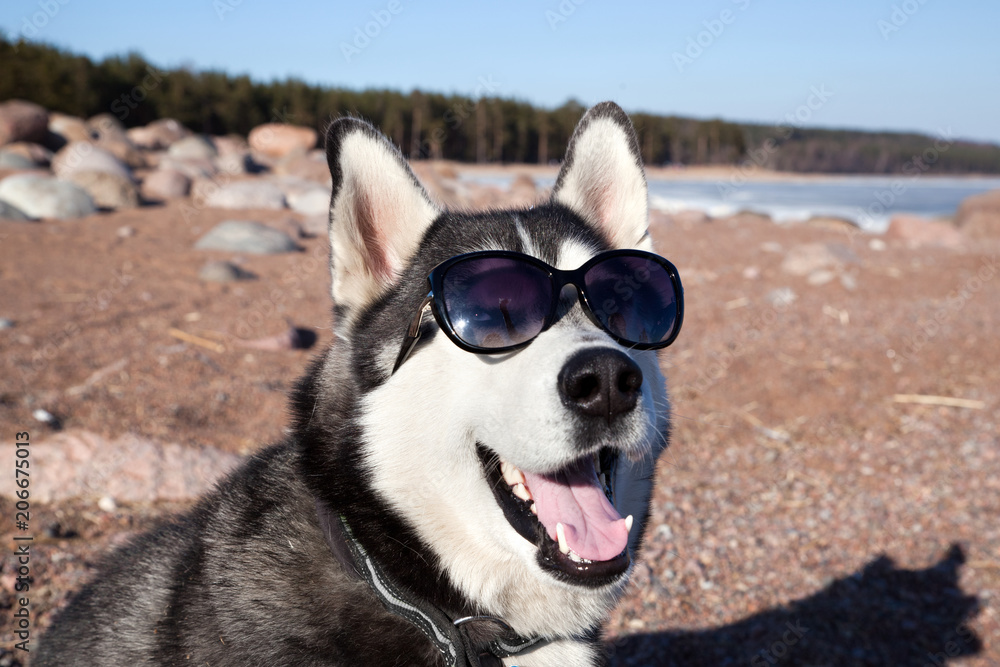 Husky sunglasses clearance