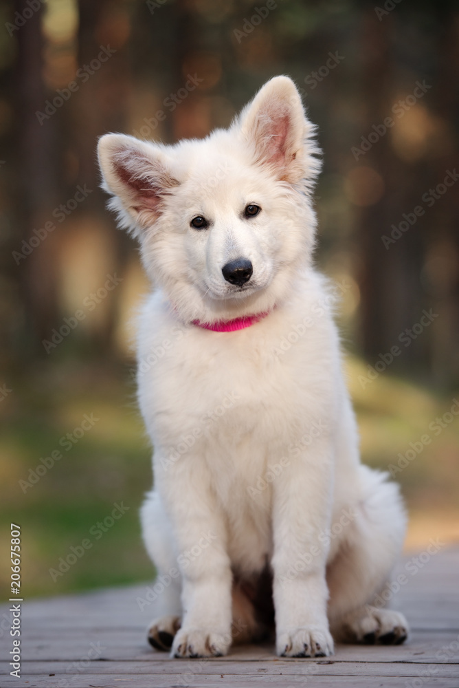 white swiss shepherd puppy sitting outdoors