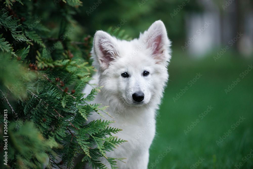 white swiss shepherd puppy portrait outdoors