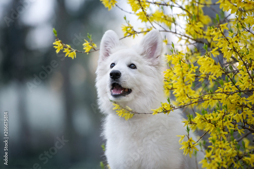 beautiful white swiss shepherd puppy portrait outdoors