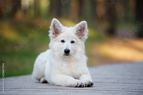 Fototapeta Naklejka Na Ścianę i Meble -  white swiss shepherd puppy lying down outdoors