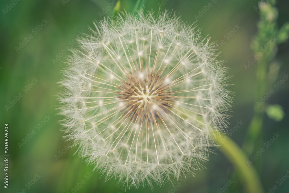 Fototapeta premium Makro einer Pusteblume