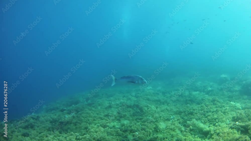 Fish underwater - Scuba diving in the Mediterranean sea - Dentex dentex fish Fish underwater - Scuba diving in the Mediterranean sea - Dentex dentex fish