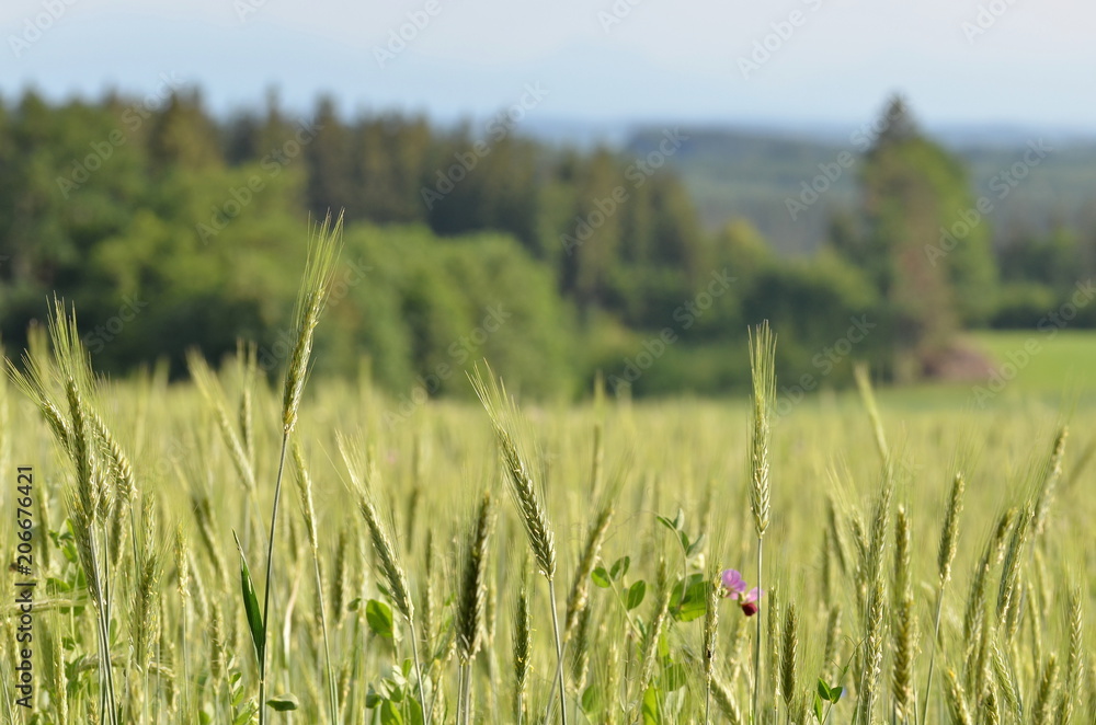 Obraz premium Rural german grain field landscape