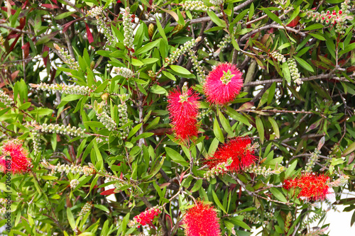 Red Bottlebrush flowers (Callistemon citrinus)