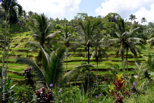 Wallpaper Mural バリ島のライステラス Torontodigital.ca
