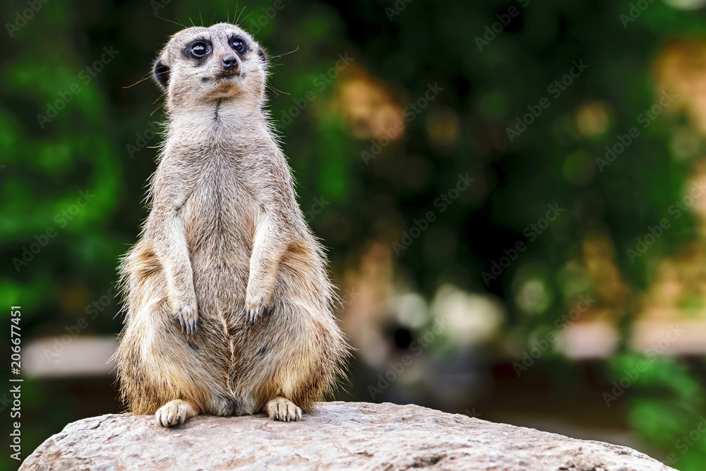 Meerkat in captivity - on guard