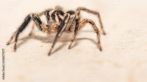 Isolated macro of an adult jumping spider