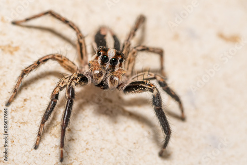 Isolated macro of an adult jumping spider