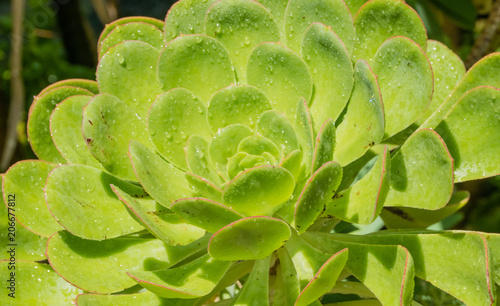 Wassertropfen an Dickblattgewächs