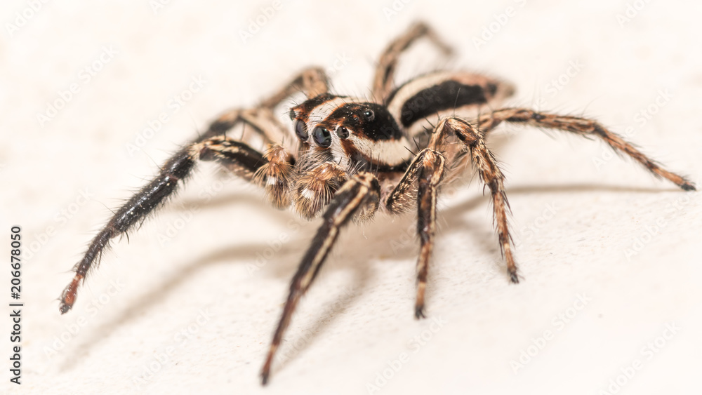 Isolated macro of an adult jumping spider Isolated macro of an adult jumping spider