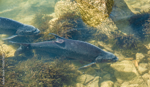 Incredibly reach wildlife on the crystal clear water of the Upper Zurich Lake (Obersee) shores along the Holzsteg, between Hurden (Schwyz) and Rapperswil (Sankt Gallen), Switzerland