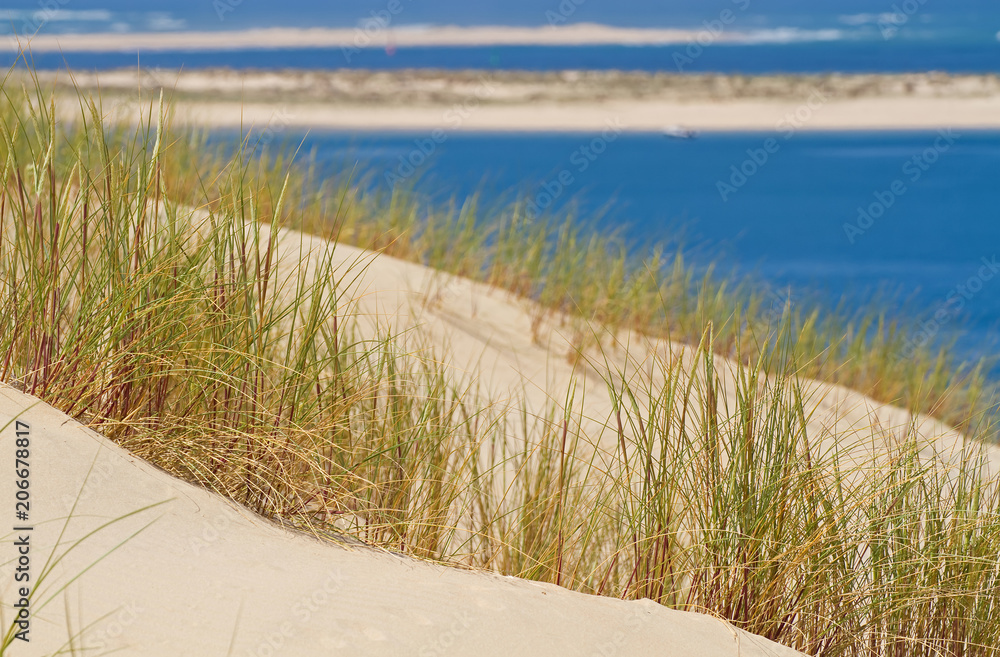 Dünenlandschaft mit Strandhafer Dünenlandschaft mit Strandhafer
