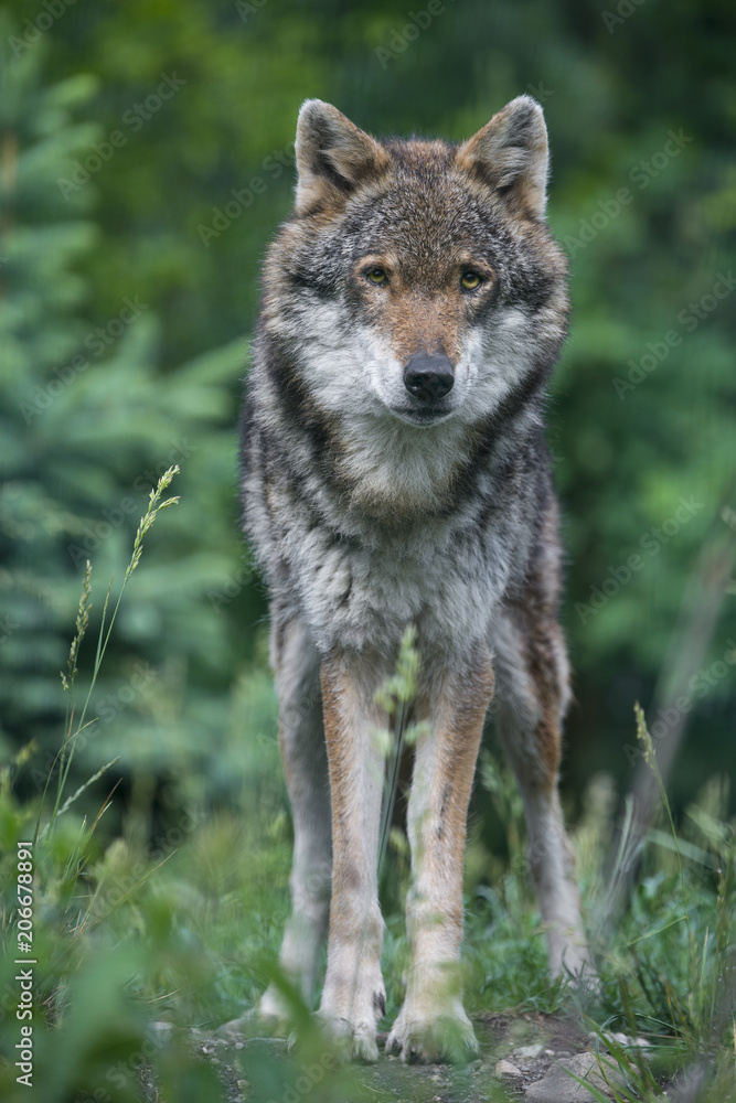 Fototapeta premium wolf in a forest - close up
