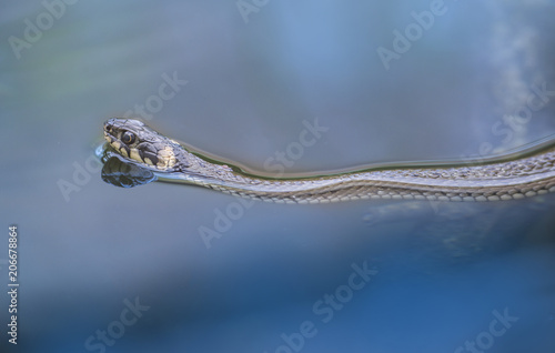 grass snake Natrix natrix swimming in a pond