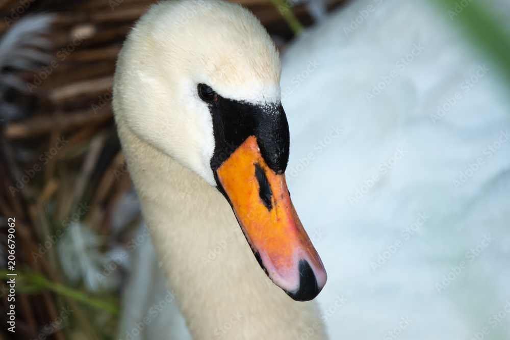 Fototapeta premium Unique elegance and beauty of swams drifting on the Upper Zurich Lake waters (Obersee), near Rapperswil, Switzerland