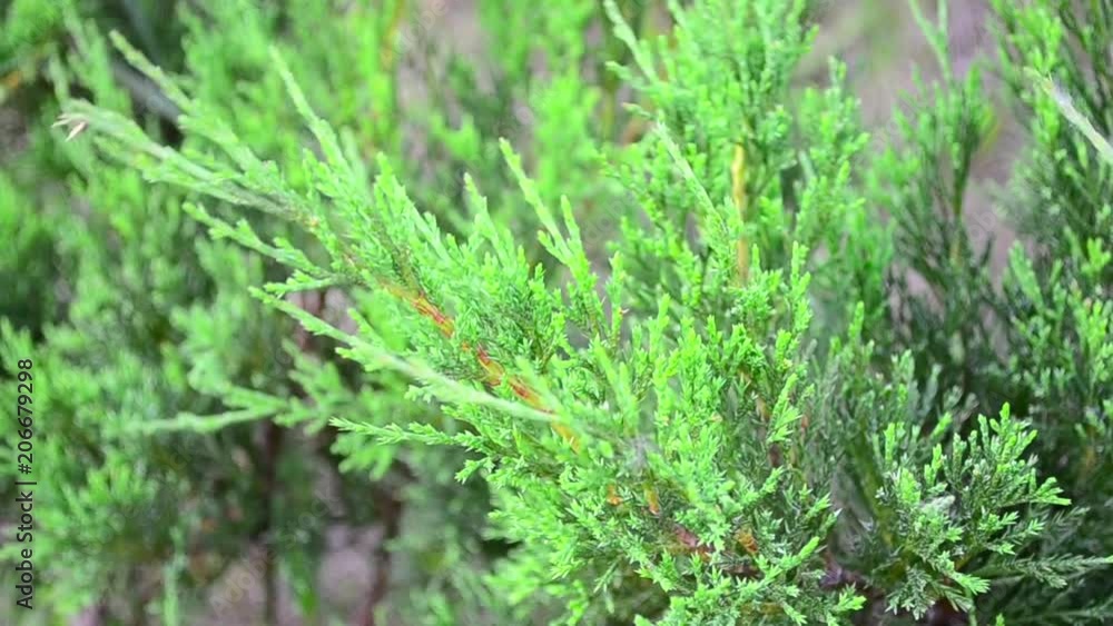 Thuja, arborvitaes, thujas, cedars Thuja, arborvitaes, thujas, cedars
