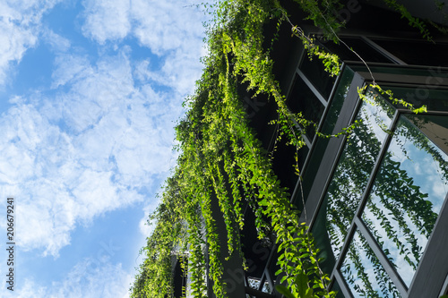 Glass building house covered by green ivy with blue sky photo