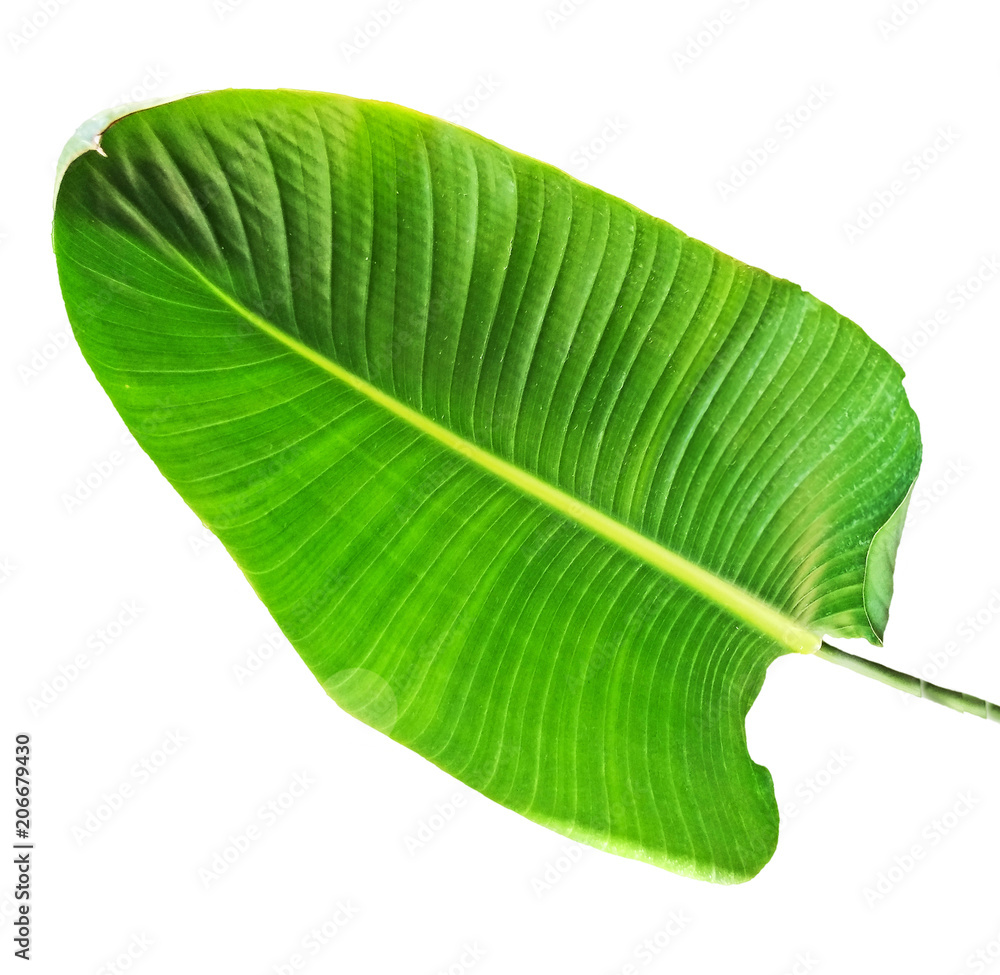 Fototapeta premium close up of leaf