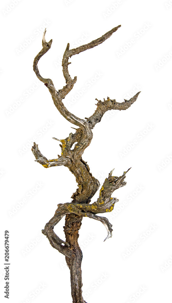 Obraz Close up of dry branch