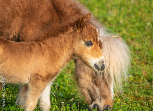 A newborn pony foal with its mother on the lake shore grasslands of the Upper Zurich Lake (Obersee), Rapperswil Jona, Sankt Gallen, Switzerland