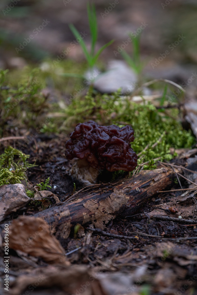 Spring fungi Gyromitra esculenta known as False morel in forest Spring fungi Gyromitra esculenta known as False morel in forest