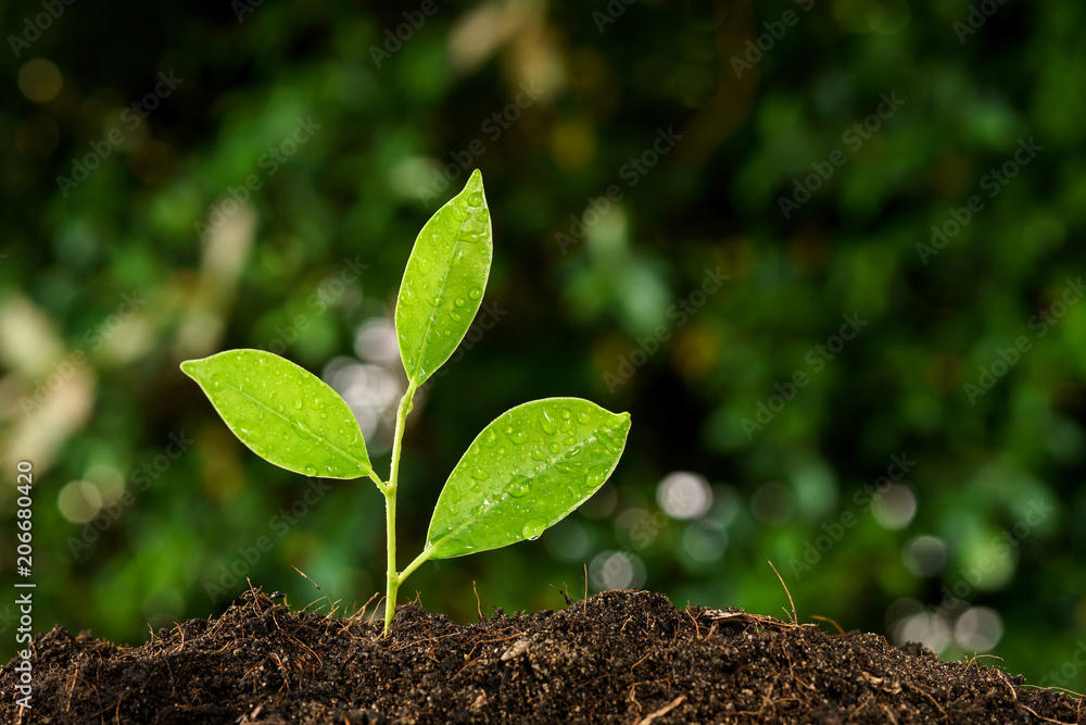 Selective focus on Little seedling in black soil Selective focus on Little seedling in black soil