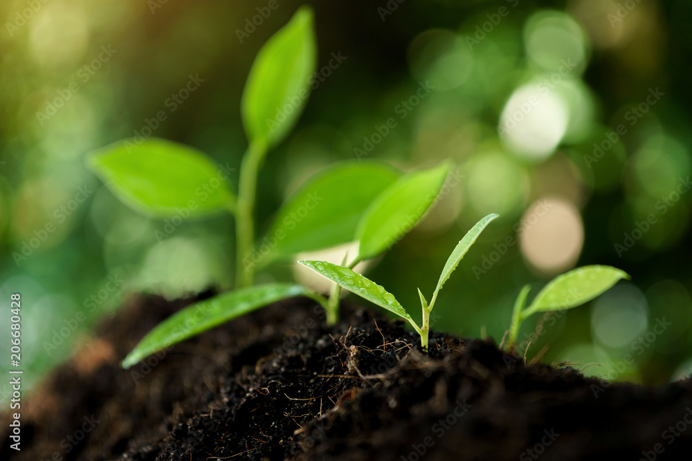 Selective focus on Little seedling in black soil Selective focus on Little seedling in black soil