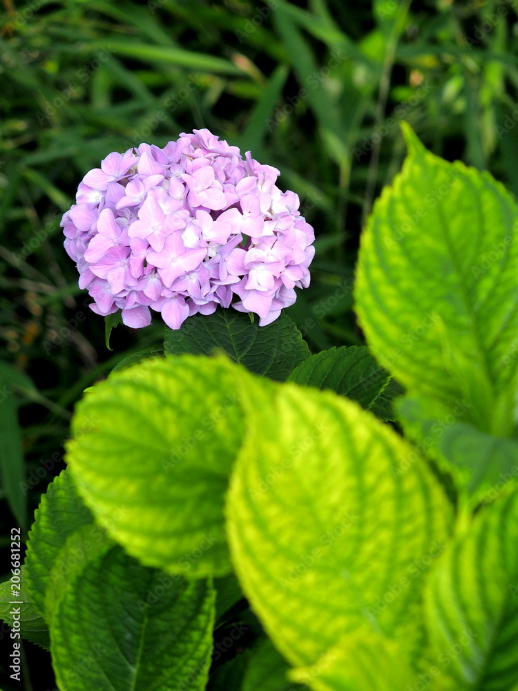 Fototapeta premium 紫陽花