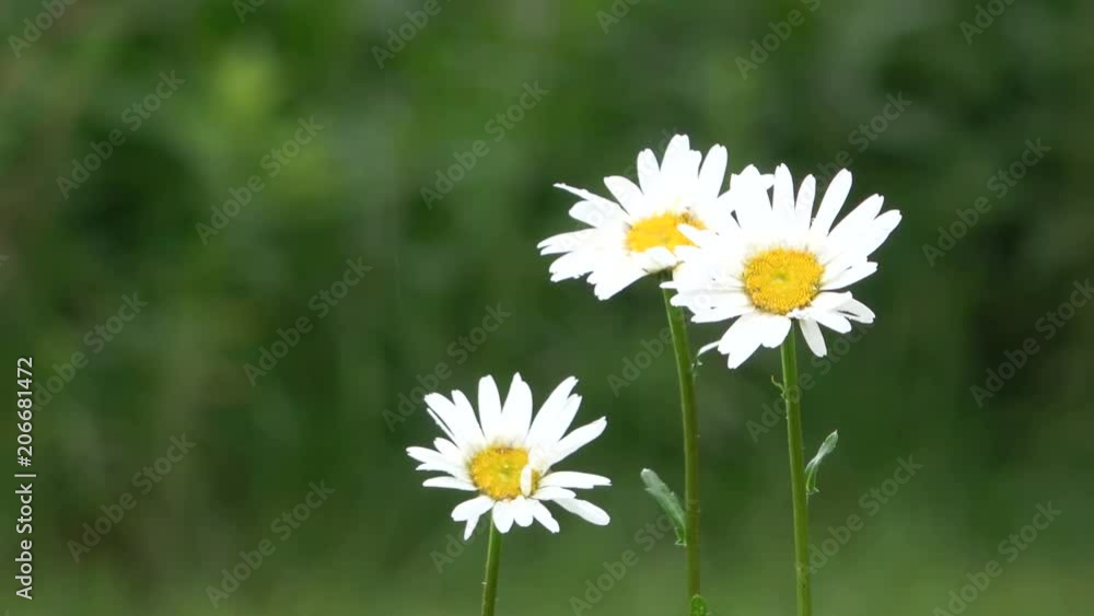 Margeritenblumen, Wucherblumen, Leucanthemun vulgare im Regen, Wildblume, Regen, Blüte, 4K Margeritenblumen, Wucherblumen, Leucanthemun vulgare im Regen, Wildblume, Regen, Blüte, 4K
