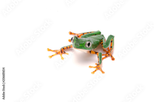 Tiger monkey frog (Callimedusa tomopterna)