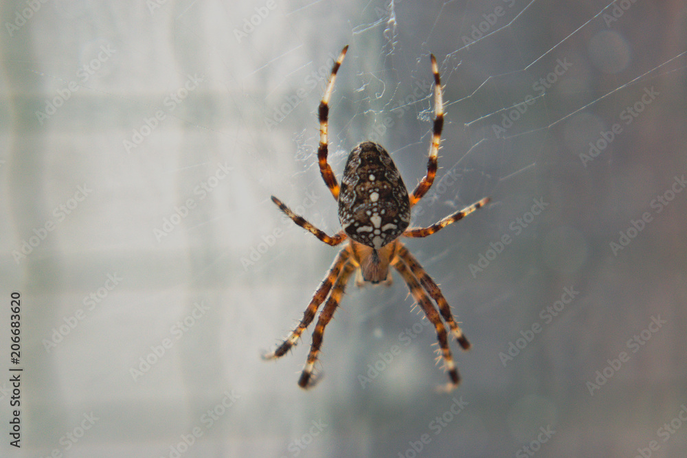 Closeup of a large spider in a web Closeup of a large spider in a web