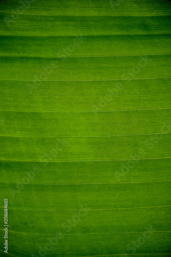 Close up of banana leaf texture