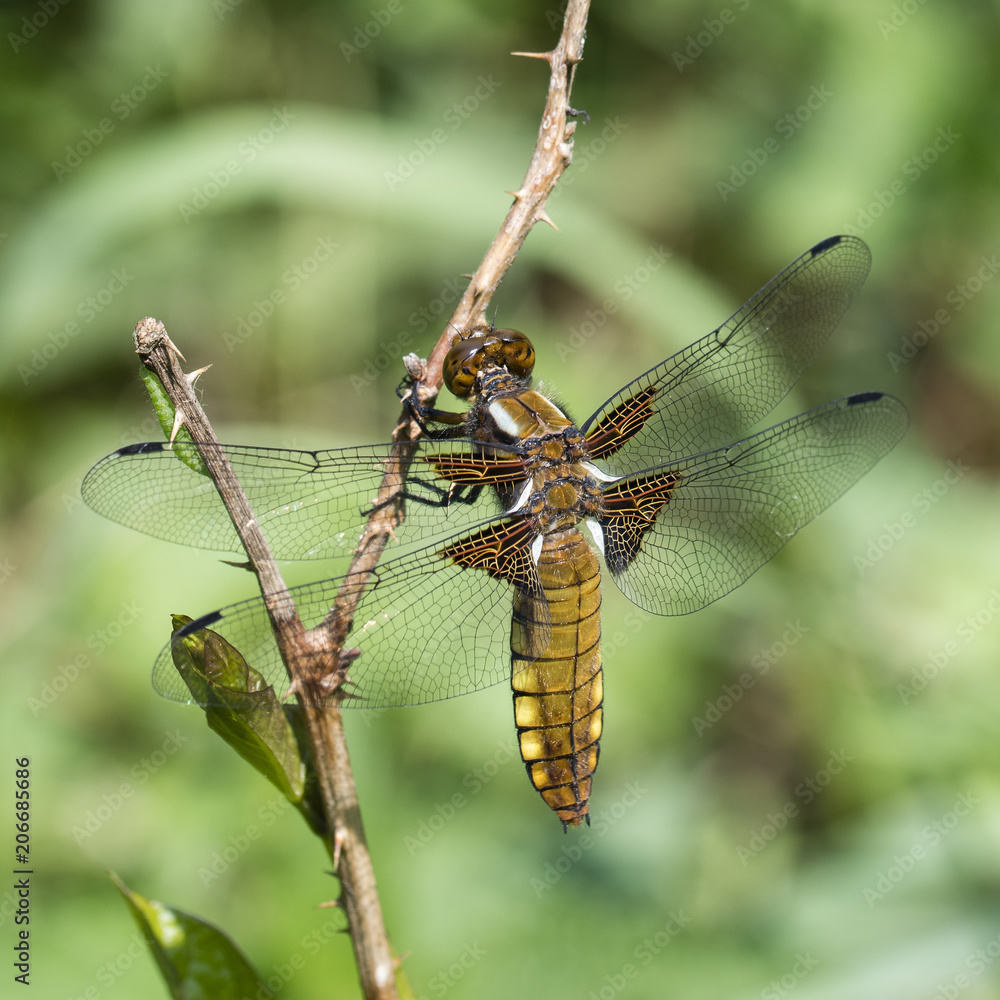 Dragonfly, caterpillar and balaclava on a twig. Dragonfly, caterpillar and balaclava on a twig.
