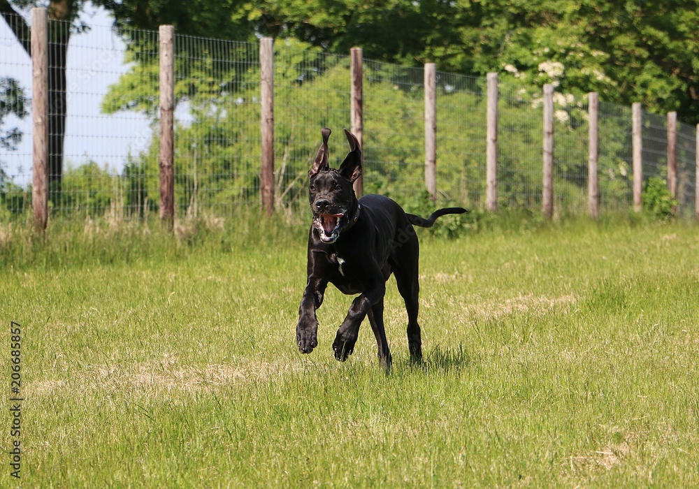 funny black great dane is running in the garden funny black great dane is running in the garden