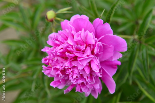 The peony in the park